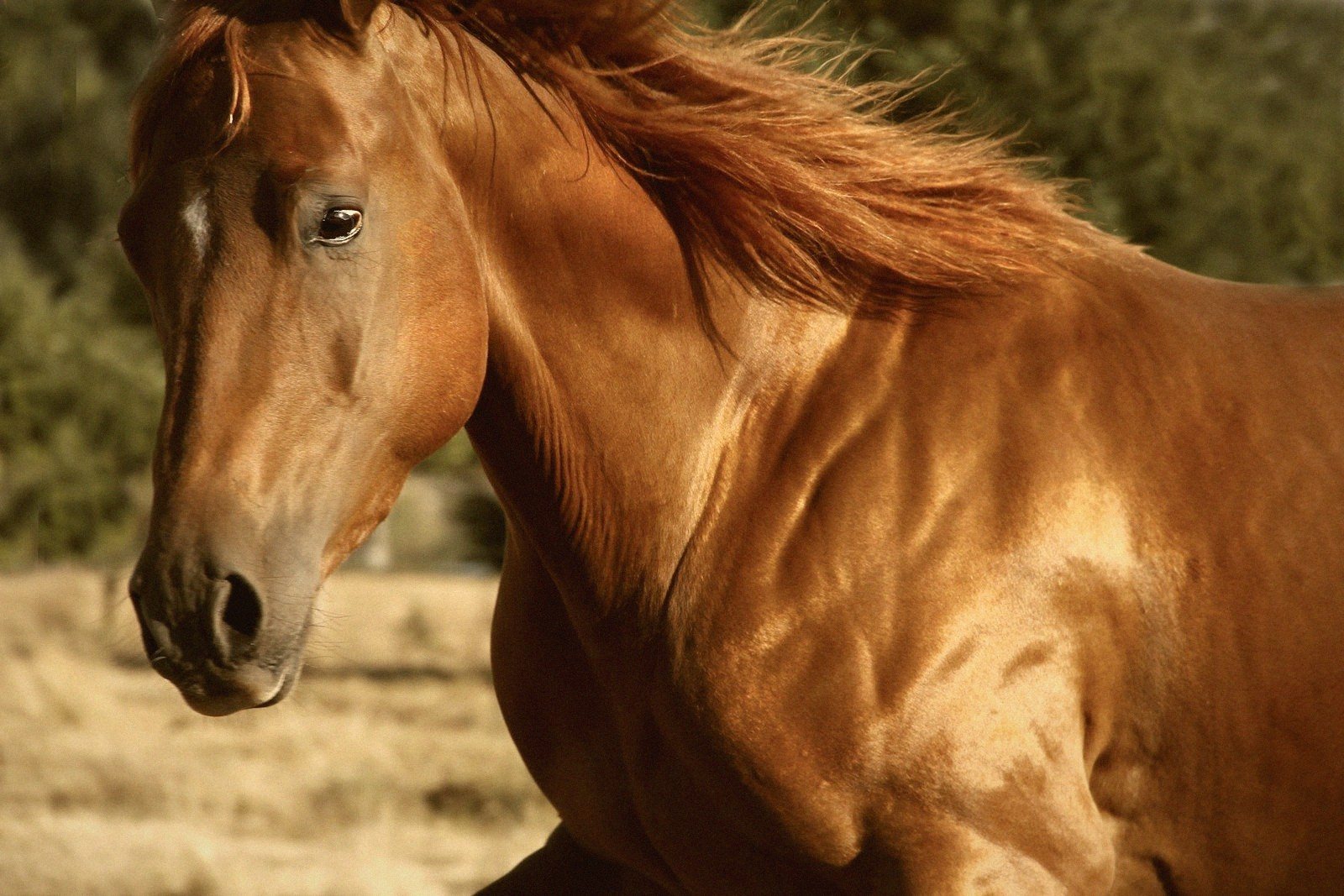 Thoroughbred — England