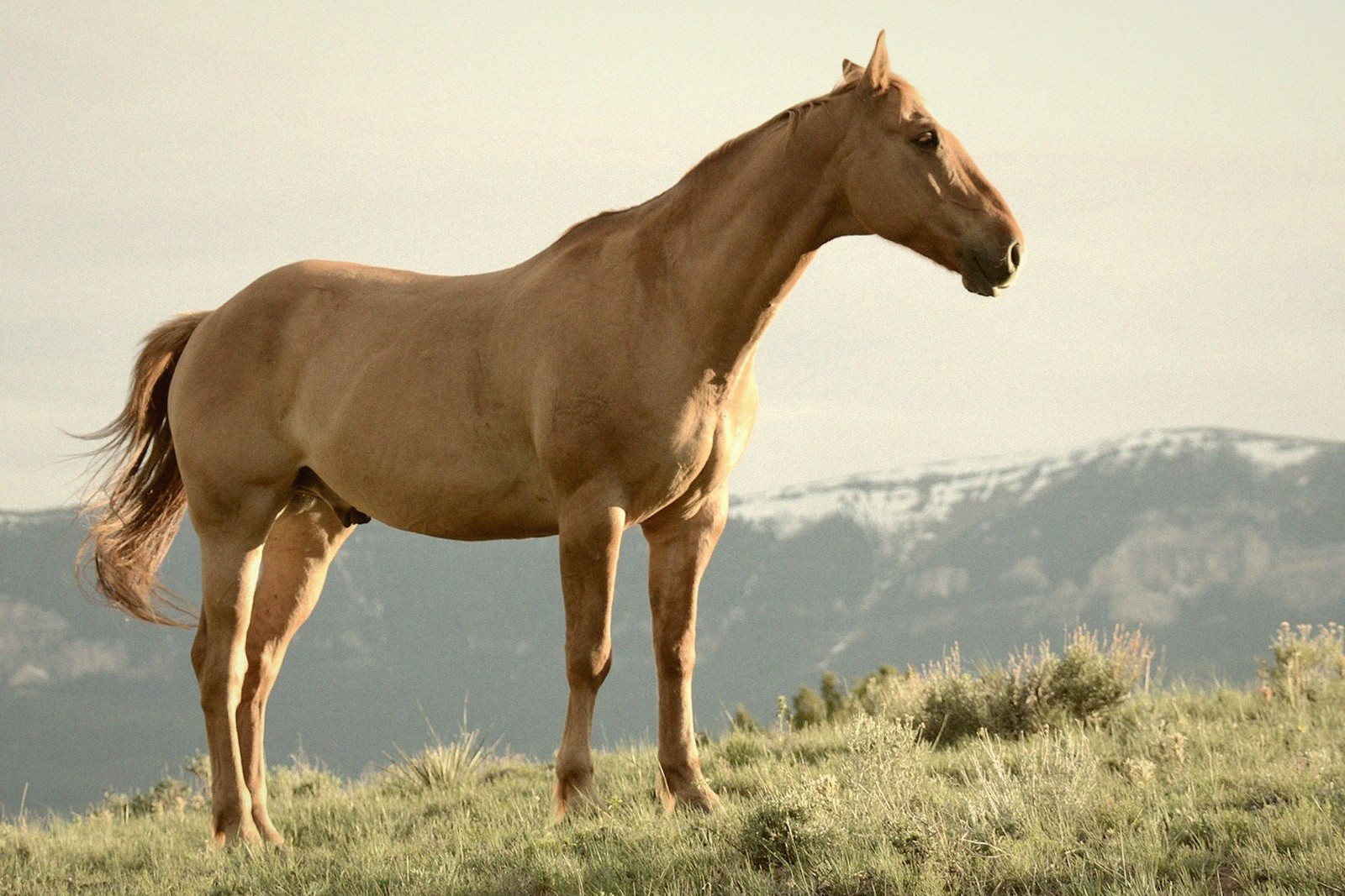 American Quarter Horse — United States