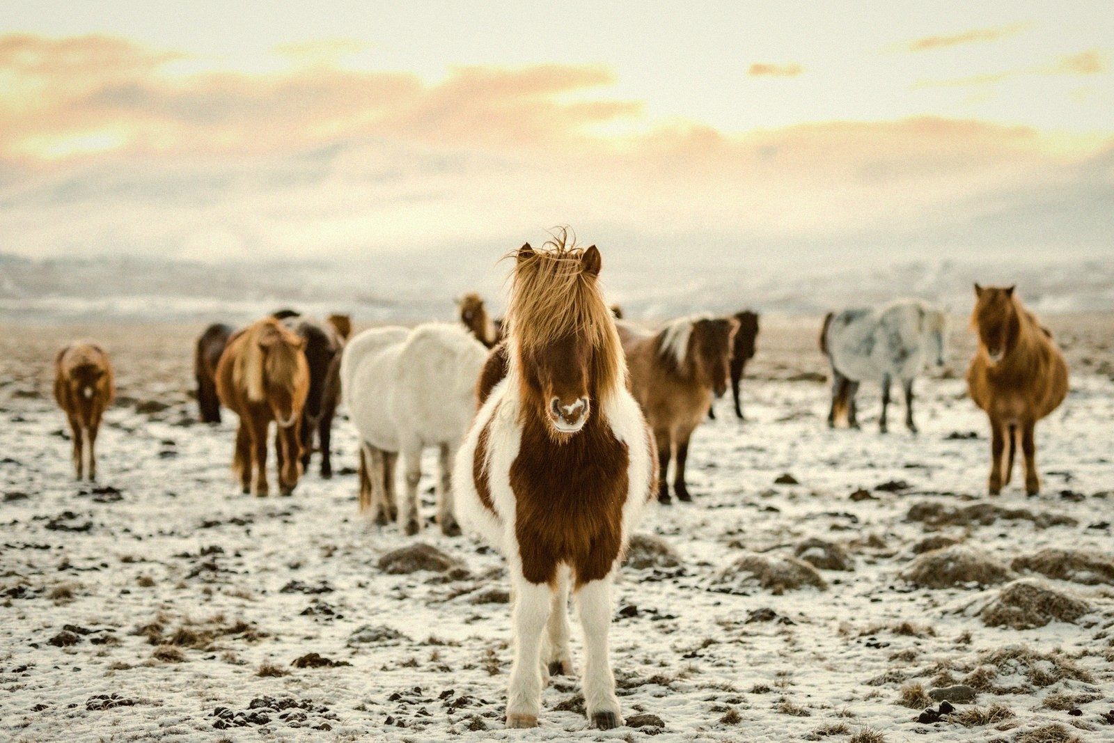 Icelandic — Iceland