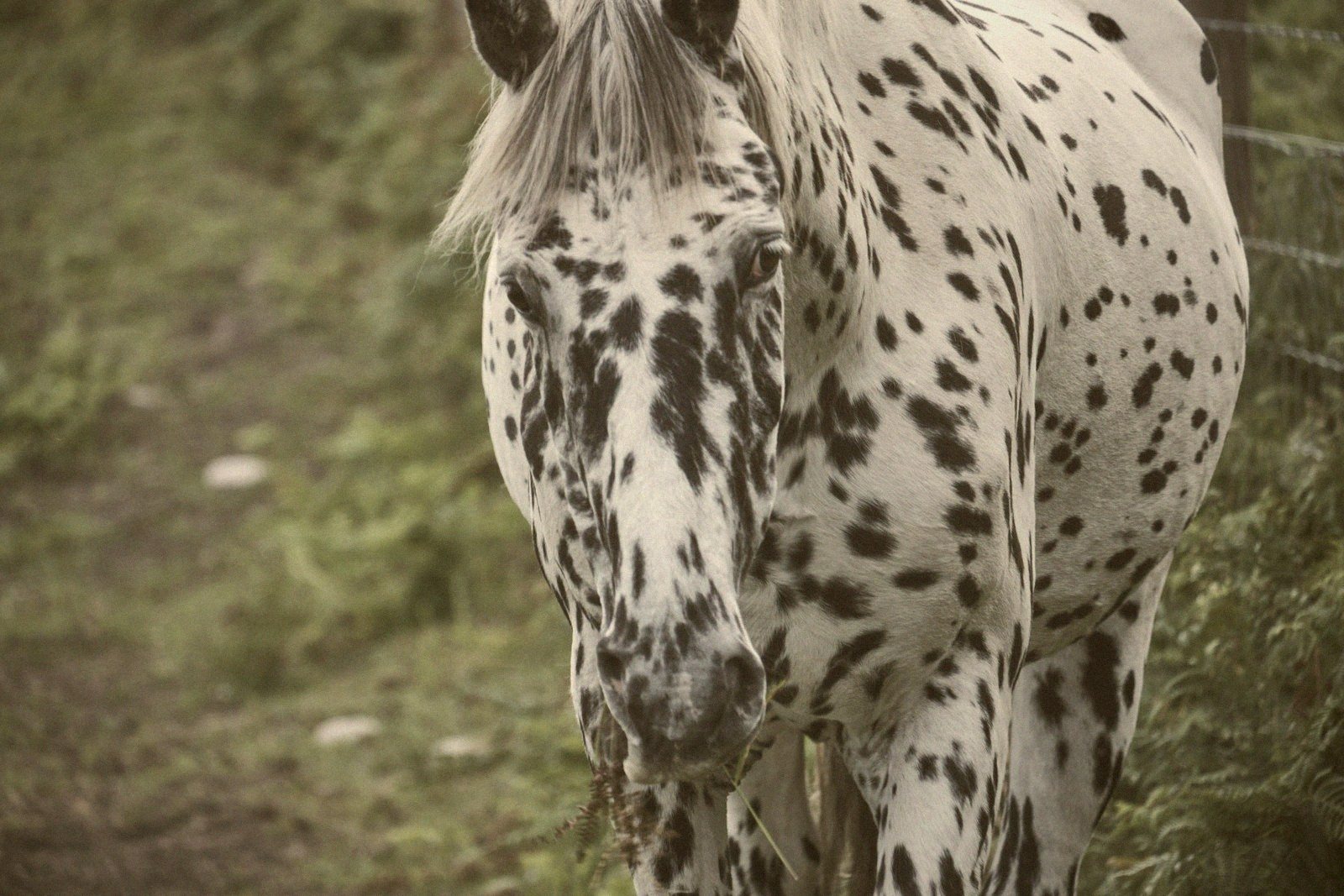 Appaloosa — Pacific Northwest, USA