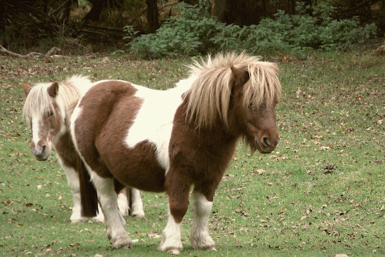 Welsh Pony — Wales