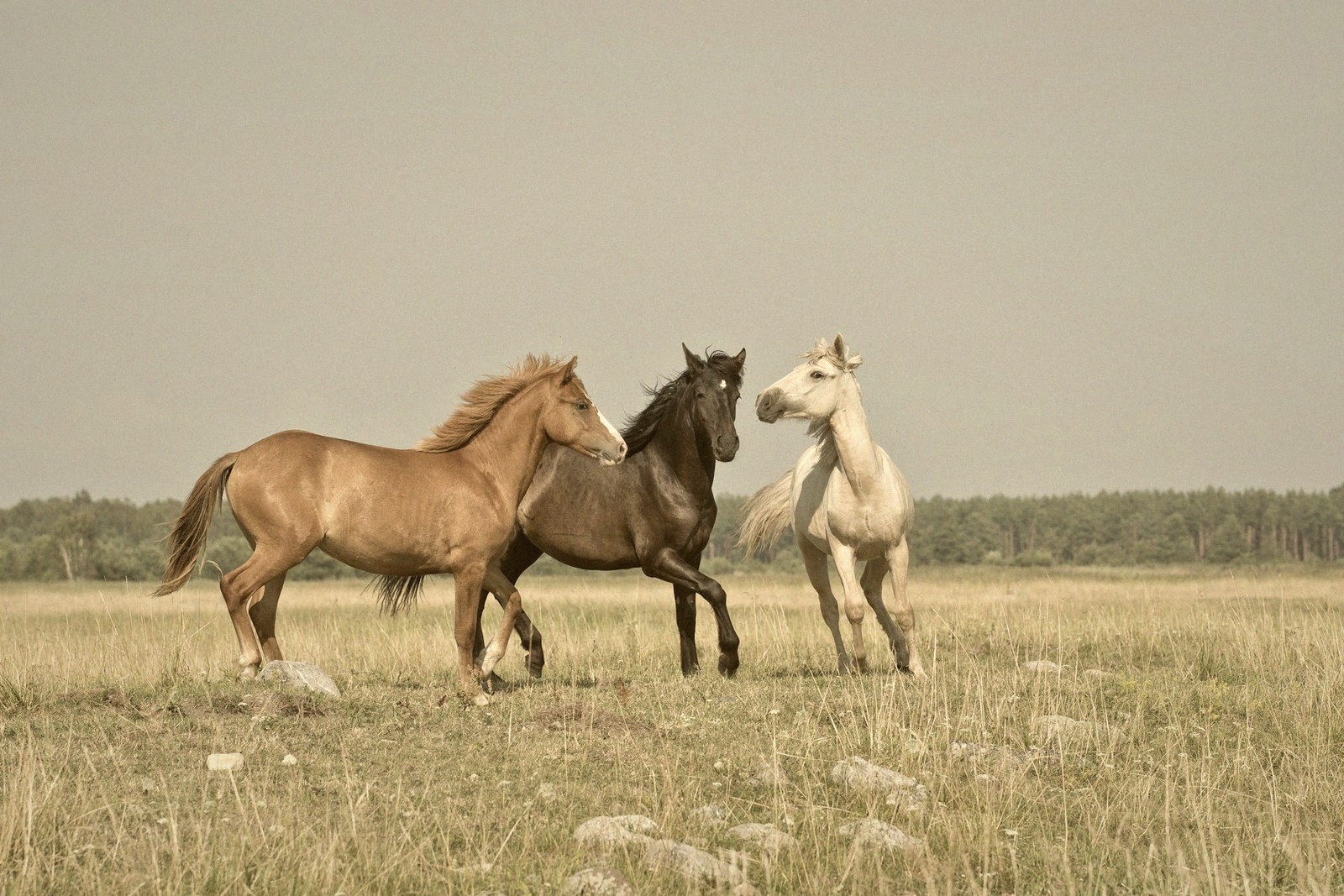 Mustang — American West