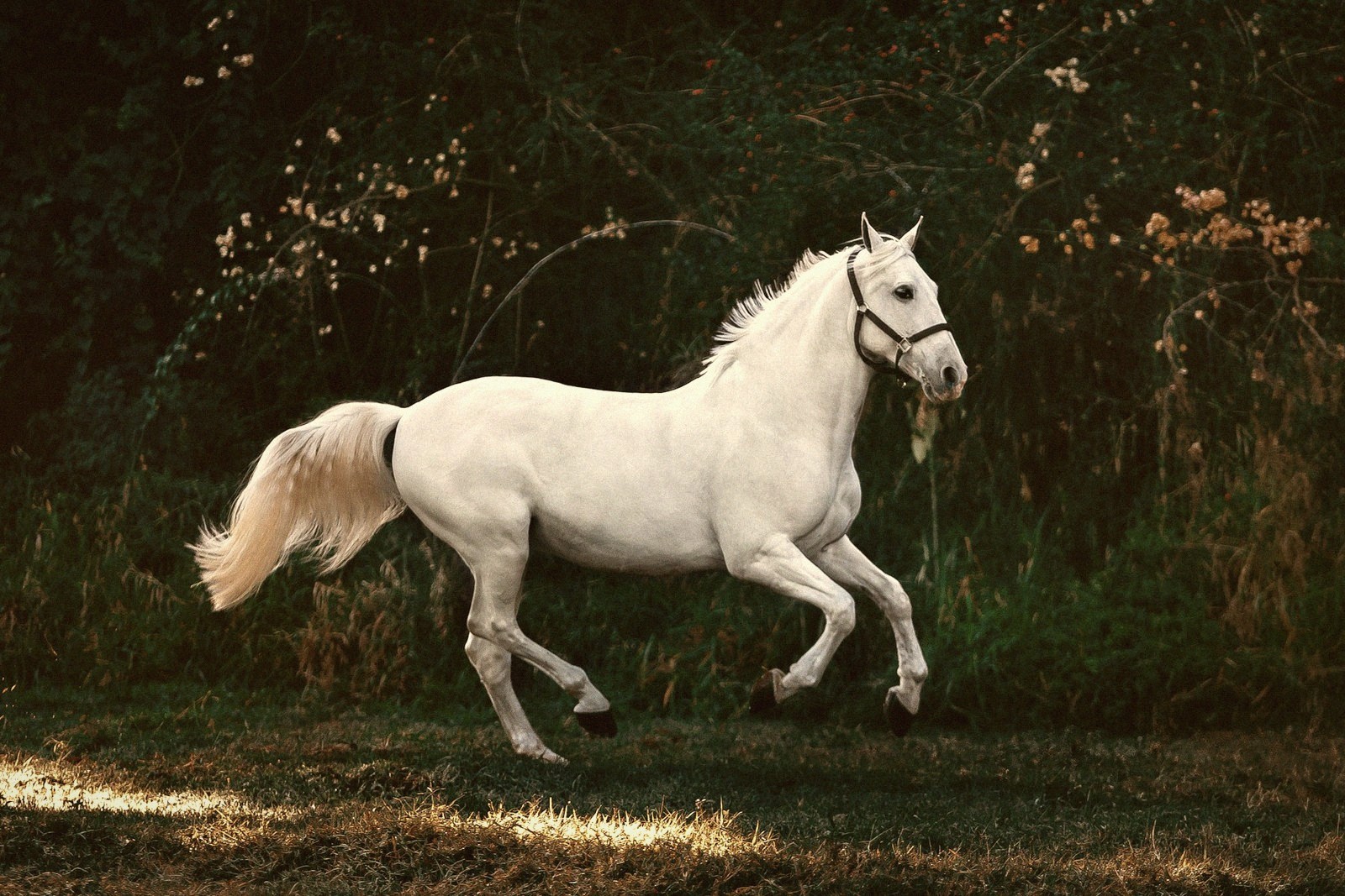 Lipizzaner — Lipica, Slovenia