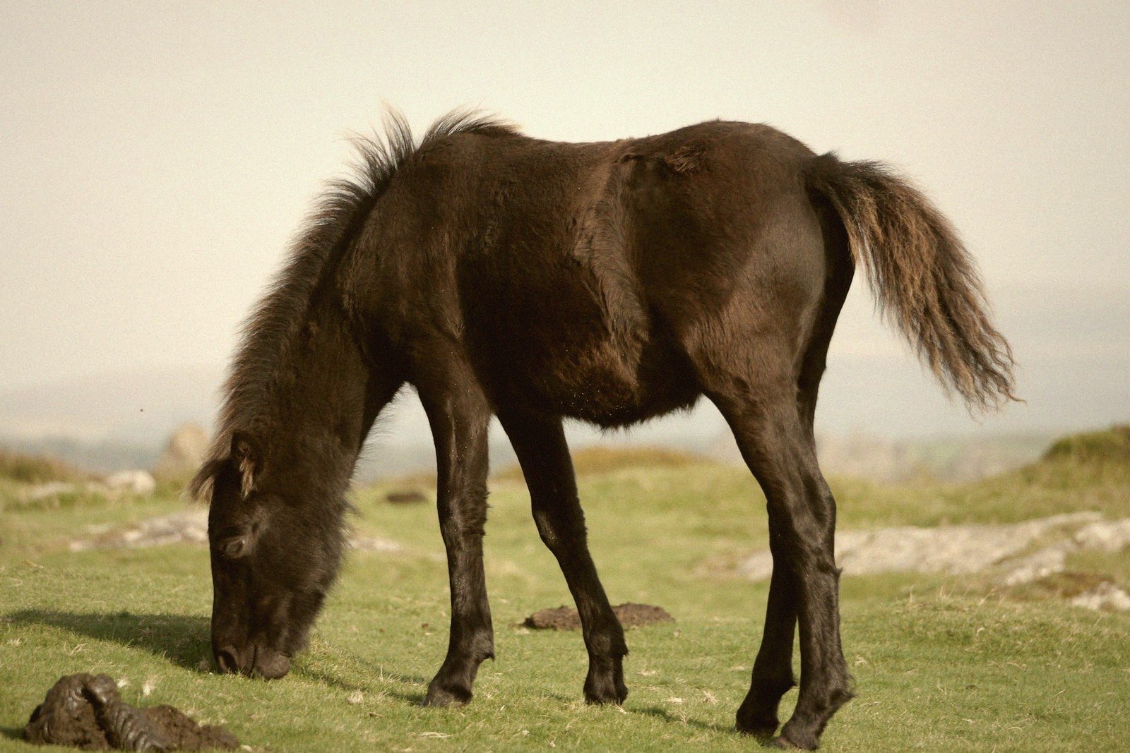 A dark brown pony grazing on grass in an open moorland setting