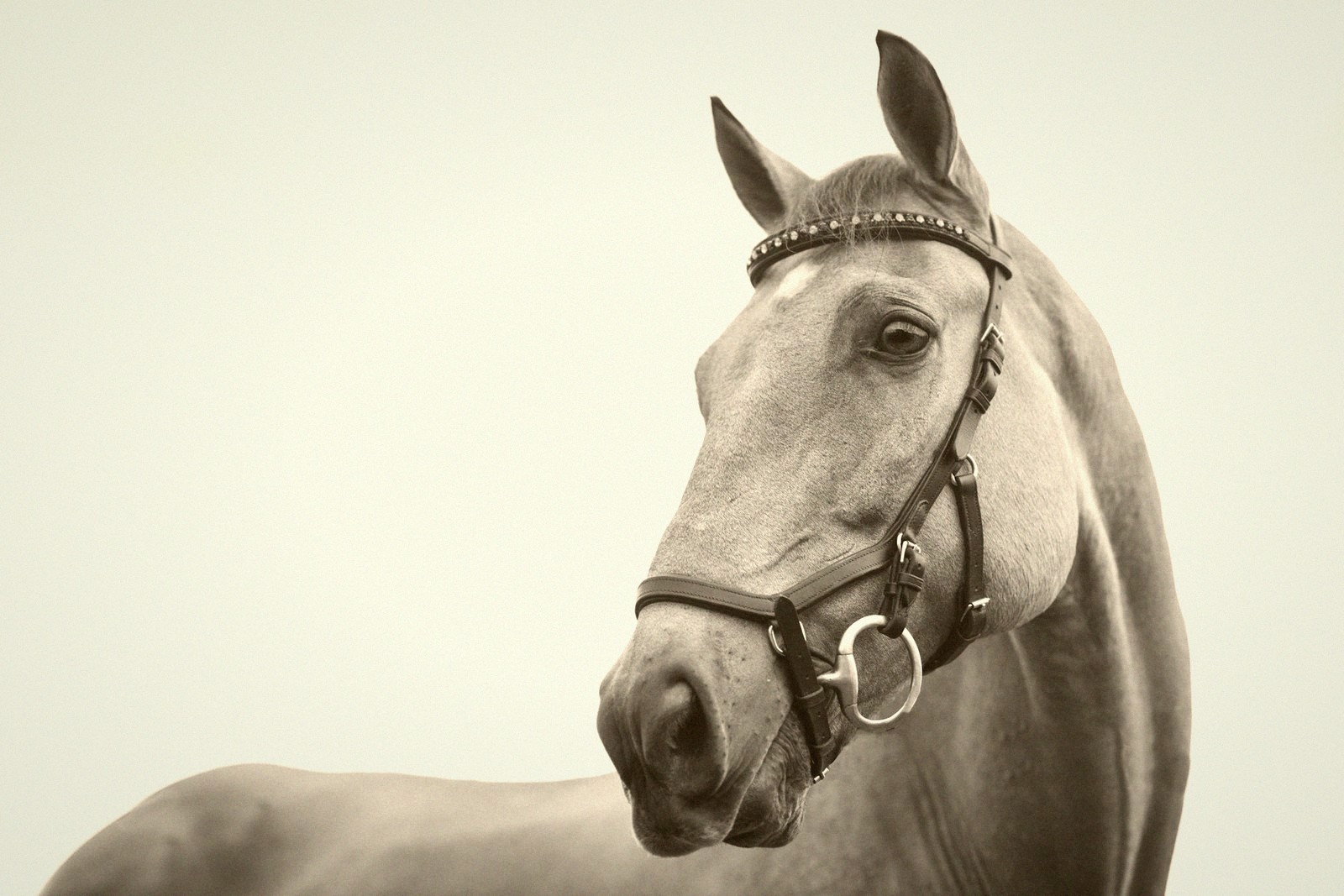 Close-up of a horse's head and neck wearing a bridle, ears alert