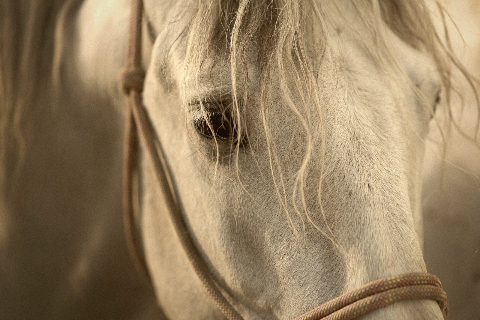 The Bridle: Parts and Fit