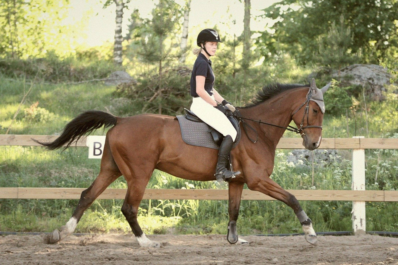 Warmbloods, Explained