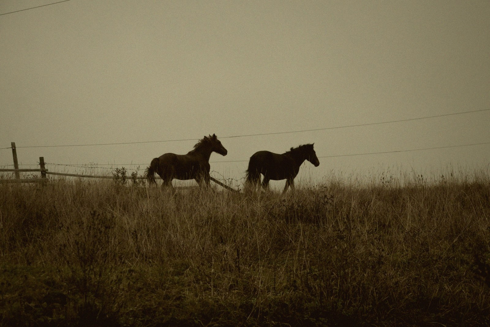 A horse turned out in a misty field at first light