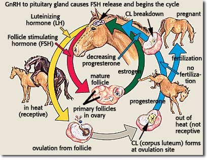 Reproductive cycle of horses